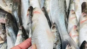 أسعار السمك في الإسكندرية تنخفض مع انتظام حركة الصيد بعد انتهاء نوة قاسم